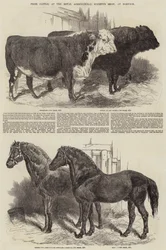 Prize Cattle, ved Royal Agricultural Society